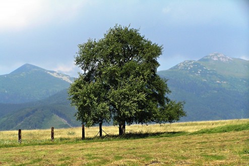 Pyrus pyraster (European wild pear) - under Mala Fatra, Slovakia