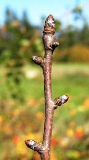 Pyrus pyraster (European wild pear)