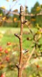 Pyrus pyraster (European wild pear)