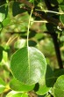 Pyrus pyraster (European wild pear) - upper side