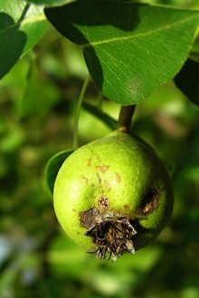 Pyrus pyraster (European wild pear)