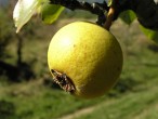 Pyrus pyraster (European wild pear)