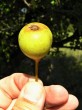 Pyrus pyraster (European wild pear)