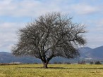Pyrus pyraster (European wild pear)