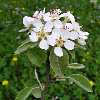Pyrus pyraster (European wild pear)