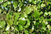 Pyrus pyraster (European wild pear)
