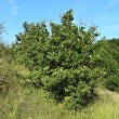 Pyrus pyraster (European wild pear) - Burda, Kováčovské kopce, Slovakia