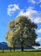 Pyrus pyraster (European wild pear)