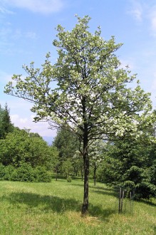 Sorbus aria - Borová hora Arboretum