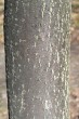 Sorbus aria - the bark