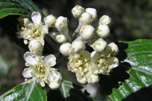 Sorbus aria
