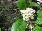 Sorbus aria