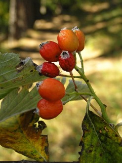 Sorbus aria
