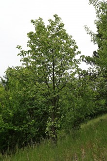 Sorbus aria