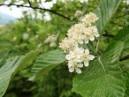 Sorbus aria