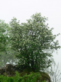 Sorbus aria - castle cliff of Muráň Castle