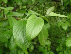 Sorbus aria - twig with leaves