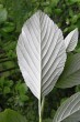 Sorbus aria - underside