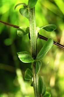 Sarothamnus scoparius (Common broom, Scotch broom)
