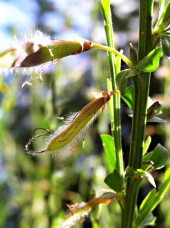 Sarothamnus scoparius (Common broom, Scotch broom) - pod