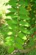 Robinia viscosa