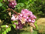 Robinia viscosa