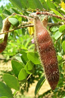 Robinia viscosa - pod