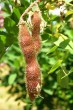 Robinia viscosa - pod
