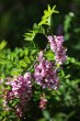 Robinia viscosa