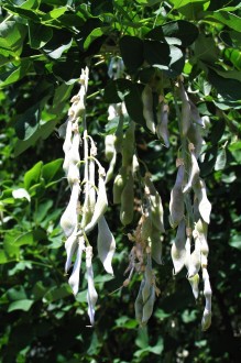 Laburnum anagyroides (Common laburnum, Golden rain) - pod