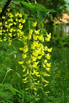 Laburnum anagyroides (Common laburnum, Golden rain)