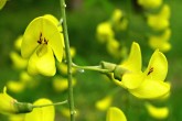 Laburnum anagyroides (Common laburnum, Golden rain)