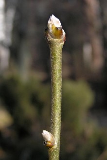 Laburnum anagyroides (Common laburnum, Golden rain)