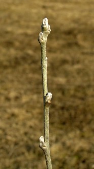 Laburnum anagyroides (Common laburnum, Golden rain)