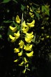 Laburnum anagyroides (Common laburnum, Golden rain)