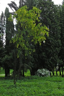 Laburnum anagyroides (Common laburnum, Golden rain)