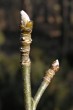 Laburnum anagyroides (Common laburnum, Golden rain) - brachyblasts