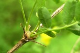 Caragana arborescens (Siberian peashrub, Tree-like caragana) - two sharply pointed bracts at the base of the leaf stem