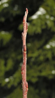 Salix eleagnos (Gray willow) - annual shoot (annual growth)