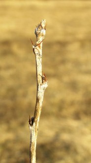 Caragana arborescens (Siberian peashrub, Tree-like caragana)