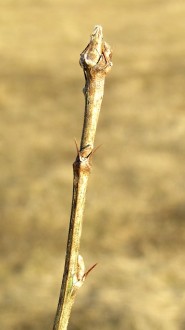 Caragana arborescens (Siberian peashrub, Tree-like caragana)