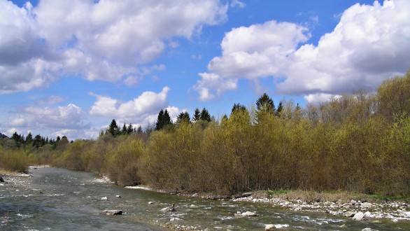 Salix eleagnos (Gray willow) - riparian stands of grey willow on the Belá River in the section near Liptovský Hrádok