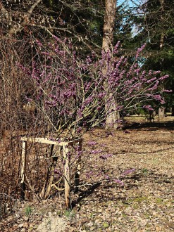 Daphne mezereum - as an ornamental shrub during flowering (Hrádok Arboretum)