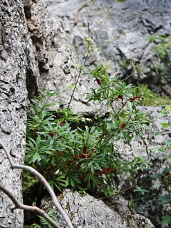 Daphne mezereum - Prosiecka Valley, Chočské Hills, Slovakia