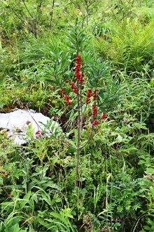 Daphne mezereum - Tichá dolina, Western Tatras, Slovakia (approx. 1,270 m above the sea level)