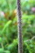 Daphne mezereum - bark