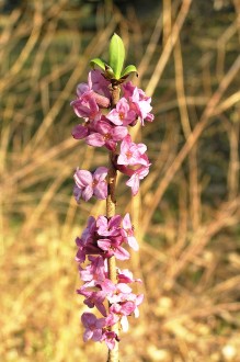 Daphne mezereum
