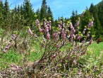 Daphne mezereum - Tichá dolina, Western Tatras, Slovakia (approx. 1,160 m above the sea level)
