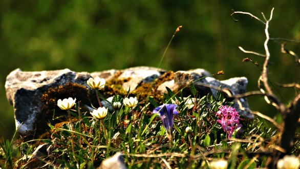 Daphne arbuscula - and other gems of the Murano plain