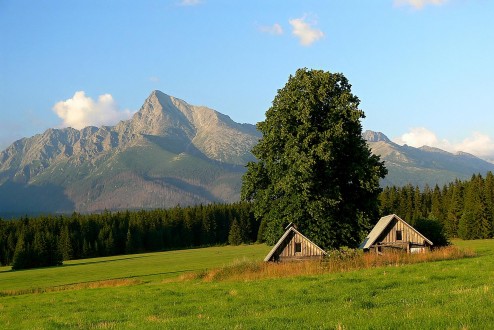 Tilia platyphyllos (Large-leaved lime) (7/2008)